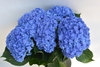 YOU AND ME TOGETHER BLUE